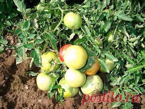 ЕСЛИ НЕОБХОДИМО УСКОРИТЬ СОЗРЕВАНИЕ ТОМАТОВ

Чтобы ускорить созревание томатов, необходимо использовать ряд простейших приемов.

В августе, когда ночи становятся холодными и начинает выпадать холодная роса, необходимо поставить на помидорные грядки дуги и затягивать на ночь посадки пленкой. Такая мера защитит томаты от холодной влаги, и уменьшит риск поражения растений фитофторозом.

Ускорить созревание томатов можно опрыскиванием йодным раствором. Для этого 30-40 капель й...