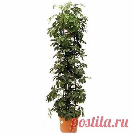 7 растений для чистого воздуха / Сознательное потребление