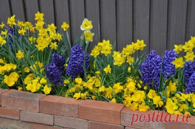 Красивая весенняя клумба: 16 идей для вдохновения