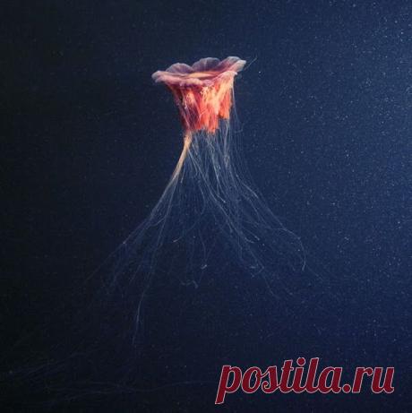 Удивительный подводный мир