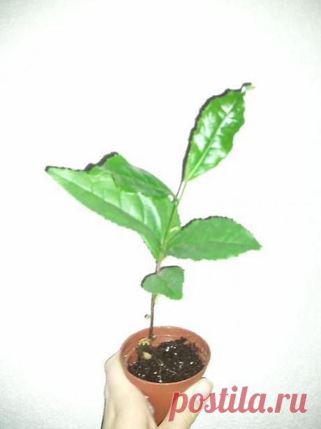 Цитата: Как вырастить чай дома