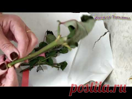 Как укоренить розу из подаренного букета