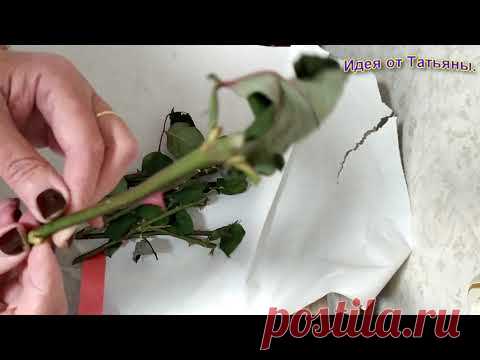 Как укоренить розу из подаренного букета