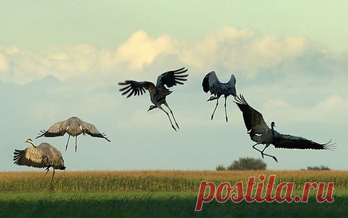 Яндекс.Фотки