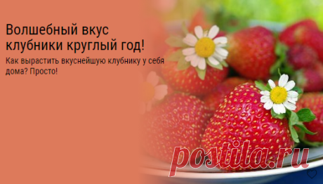 Волшебный вкус клубники круглый год! Как вырастить вкуснейшую клубнику у себя дома? Просто!ᅠᅠᅠᅠᅠᅠᅠᅠᅠᅠᅠᅠᅠᅠᅠᅠᅠᅠᅠᅠᅠᅠᅠᅠᅠᅠᅠᅠᅠᅠᅠᅠᅠᅠᅠᅠᅠᅠᅠᅠᅠᅠᅠᅠᅠᅠᅠ
ᅠᅠᅠᅠᅠᅠᅠᅠᅠᅠᅠᅠᅠᅠᅠᅠᅠᅠᅠᅠᅠᅠᅠᅠᅠᅠᅠᅠᅠᅠᅠᅠᅠᅠᅠᅠᅠᅠᅠᅠᅠᅠᅠ

ᅠᅠᅠᅠᅠᅠᅠᅠᅠᅠᅠᅠᅠᅠᅠᅠᅠᅠᅠᅠᅠᅠᅠᅠᅠᅠᅠᅠᅠᅠᅠᅠᅠᅠᅠᅠᅠᅠᅠᅠᅠᅠᅠᅠᅠᅠᅠ
ᅠᅠᅠᅠᅠᅠᅠᅠᅠᅠᅠᅠᅠᅠᅠᅠᅠᅠᅠᅠᅠᅠᅠᅠᅠᅠᅠᅠᅠᅠᅠᅠᅠᅠᅠᅠᅠᅠᅠᅠᅠᅠᅠ


ᅠᅠᅠ| машинное вязание |
