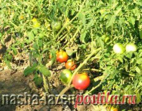 Уход за помидорами в открытом грунте | Наша фазендочка
