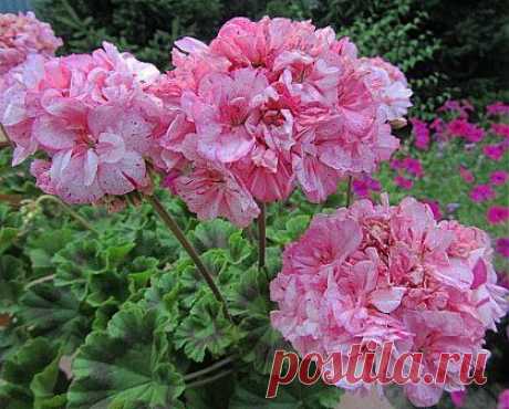 КАТАЛОГ ЗОНАЛЬНЫХ ПЕЛАРГОНИЙ &quot;КАРЛИКИ&quot; И &quot;ДИКОНЫ&quot;