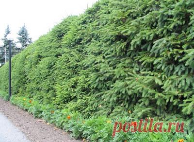 КАК ВЫРАСТИТЬ КРАСИВУЮ ЕЛЬ НА СВОЕМ УЧАСТКЕ