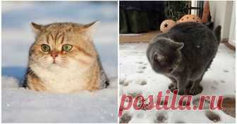Вот так реагируют кошки, которые впервые увидели снег: 19 уморительных фото ...