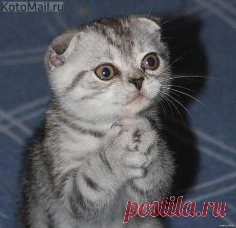 Молитва котенка | KotoMail.ru