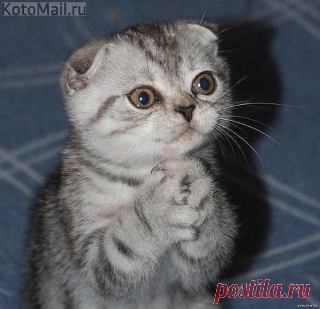 Молитва котенка | KotoMail.ru