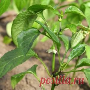 Как подкармливать томаты, перцы и баклажаны - МирТесен