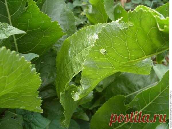 Хрен: применение, противопоказания, рецепты