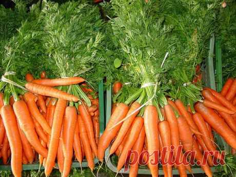 МАРГАНЦОВКА ДЛЯ МАРКОВКИ