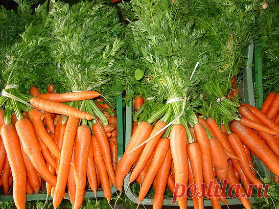 МАРГАНЦОВКА ДЛЯ МАРКОВКИ