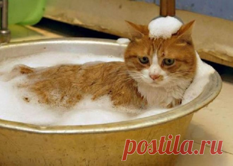 Как спокойно помыть кота :: Уход и воспитание :: KakProsto.ru: как просто сделать всё