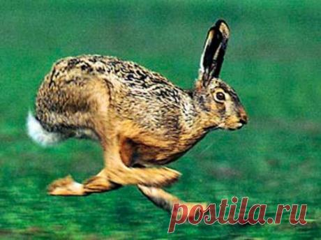 Советы старого охотника как выслеживать, выцеливать и добыть зайца русака и зайца-беляка с видео