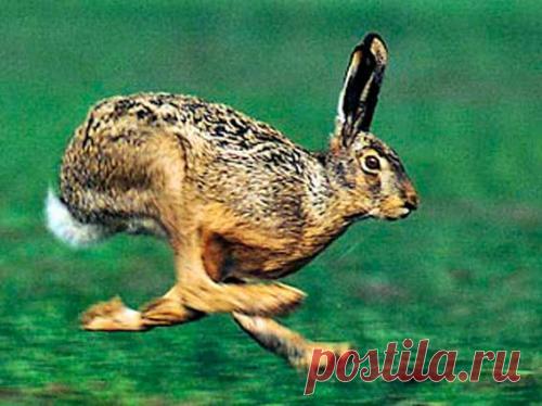 Советы старого охотника как выслеживать, выцеливать и добыть зайца русака и зайца-беляка с видео