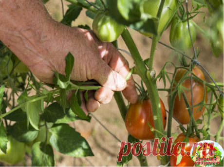 ФОРМИРОВКА ТОМАТА В ОДИН, ДВА И ТРИ СТЕБЛЯ 

Правильно начинать формировку кустов томатов вначале июня, так как  с молодого возраста пасленовые образуют в пазухах листьев боковые побеги. Именно их лучше всего удалять, чтобы растение не растрачивало полезные вещества на ненужное побегообразование.

Первое пасынкование проводится через две недели после высадки помидор. Далее, чтоб не допустить перерастание пазушных побегов, процедуру пасынкования проводят с периодичностью 10...