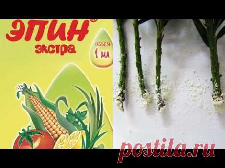 ЭПИН - СТИМУЛЯТОР РОСТА РАСТЕНИЙ . ГОРМОНАЛЬНЫЕ УДОБРЕНИЯ ДЛЯ РАСТЕНИЙ #эпин #21 #oldenburgru - YouTube