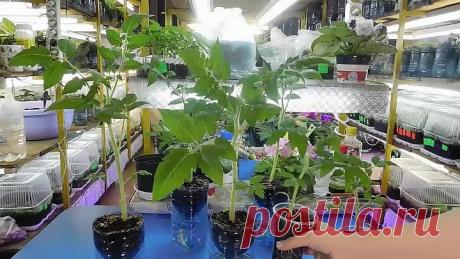 ТОМАТЫ РАСТУТ В 2 РАЗА БЫСТРЕЕ ! НОВЫЙ МЕТОД !