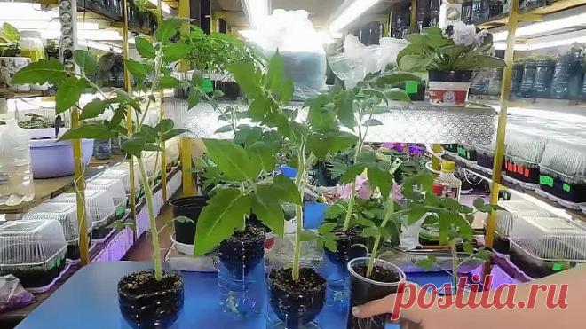 ТОМАТЫ РАСТУТ В 2 РАЗА БЫСТРЕЕ ! НОВЫЙ МЕТОД !