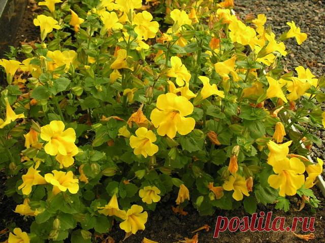 Свое название «мимулюс» растение получило от латинского слова «mime», т.е. «шут», из-за яркой, пестрой и изменчивой окраски цветов. Многие садоводы называют мимулюс цветком обезьяны за схожесть цветка с гримасами обезьян. В природе известны около 150 видов мимулюсов. Большинство из них многолетники, но в культуре они возделываются как однолетники. Мимулюс гибридный (Mimulus x hybridus) – это сильноветвистое травянистое растение высотой до 25 см со светло-зелеными, зазубрен...