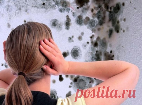 Как избавиться от грибка на стенах в квартире народными средствами