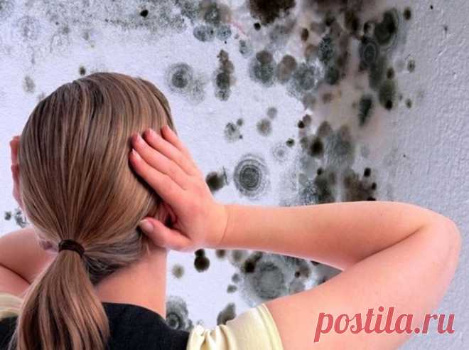 Как избавиться от грибка на стенах в квартире народными средствами