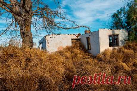 Перекати-поле-3