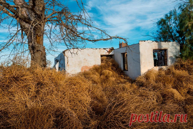 Перекати-поле-3