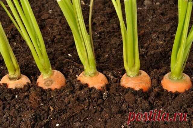 ЭФФЕКТИВНЫЙ СПОСОБ ПОСЕВА МОРКОВИ

Прореживать морковь не нужно. Делается так: за 10-12 дней до посева семена моркови завязываем в тряпочку, посвободнее. Закапываем во влажную землю на штык лопаты. В течение этого срока из семян выветриваются эфирные масла, которые мешают семенам прорасти.

По истечении указанного срока откапываем узелки с семенами из земли. Семена будут уже набухшие, крупные, почти проросшие. Высыпаем их в пиалу и припудрим обычным крахмалом. Семена перес...