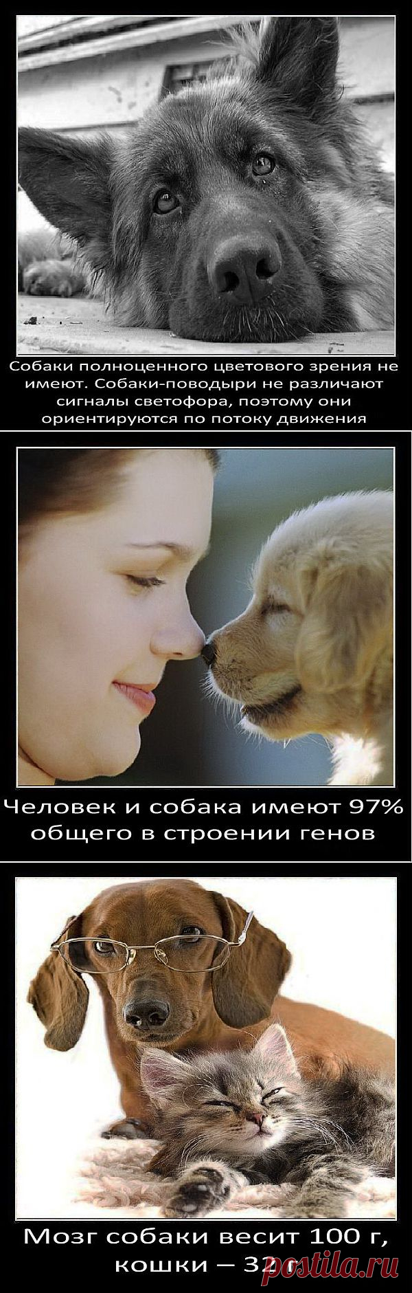 Интересные факты о собаках (часть 1) | Уши, лапы, хвост
