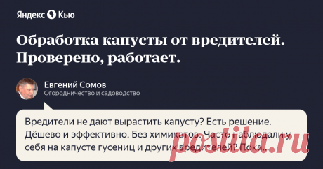 «Обработка капусты от вредителей. Проверено, работает.» – Яндекс.Кью Вредители не дают вырастить капусту? Есть решение. Дёшево и эффективно. Без химикатов.

Часто наблюдали у себя на капусте гусениц и других вредителей? Пока думали, искали решение и применяли неэффективные средства у вас поели все листья?

Народный рецепт, успешно применяемый десятилетиями.

Состав гарантированно спасает от гусениц, помогая от других вредителей и одновременно проводит внекорневую подкормку...