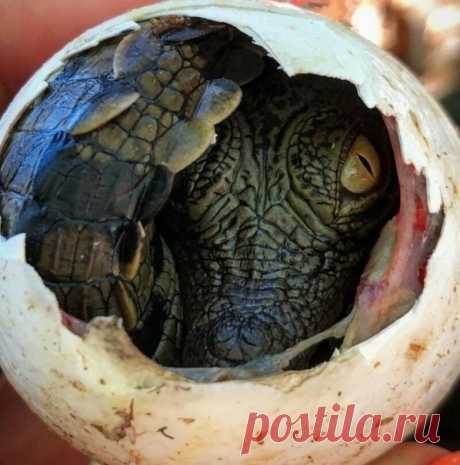 20 фото, которые надо увидеть хотя бы раз в жизни Вам может казаться, что вас уже ничем не удивить и вы уже успели все повидать. Но это не так! Взгляните на эти снимки и откройте для себя нечто новое.