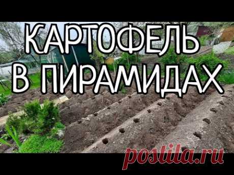 ПОСАДКА КАРТОФЕЛЯ СОРТ АМЕРИКАНКА В ПИРАМИДЫ.УРОЖАЙНОСТЬ В 2 РАЗА БОЛЬШЕ+УДОБСТВО ПРИ УХОДЕ И СБОРЕ.