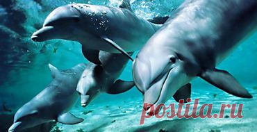 Кит и дельфин гуляют с детьми / Видео / Моя Планета