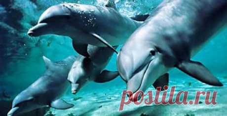 Кит и дельфин гуляют с детьми / Видео / Моя Планета