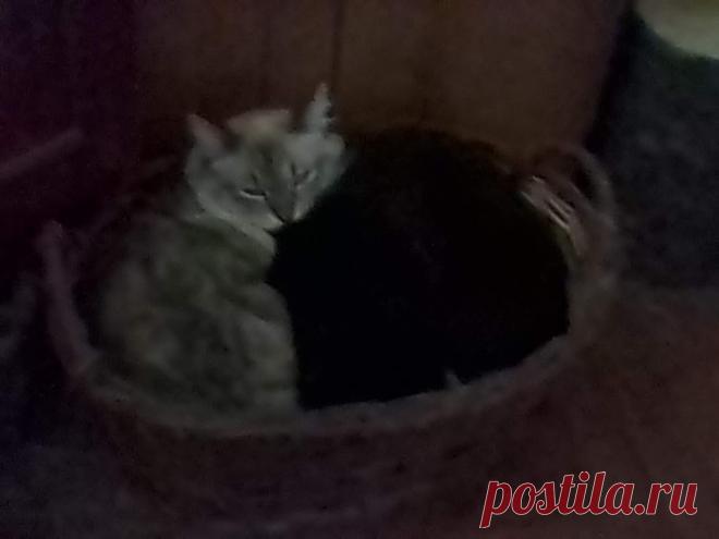 Фотография - Google Фото