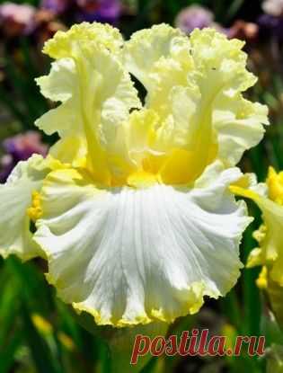 Iris 'Material Girl' (NEW)--would make a flower garden stand out  |  Найдено на сайте memetoo.com.
