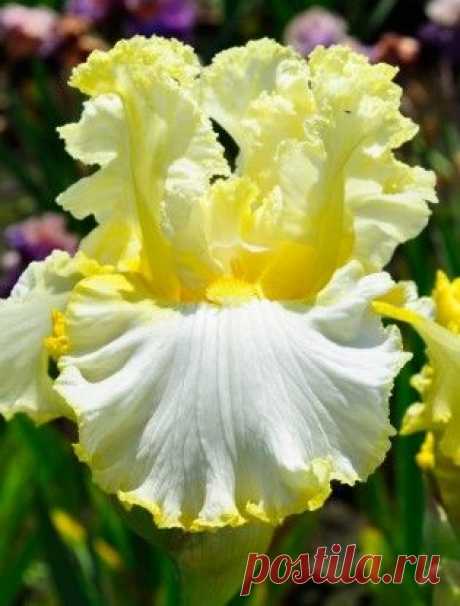 Iris 'Material Girl' (NEW)--would make a flower garden stand out  |  Найдено на сайте memetoo.com.
