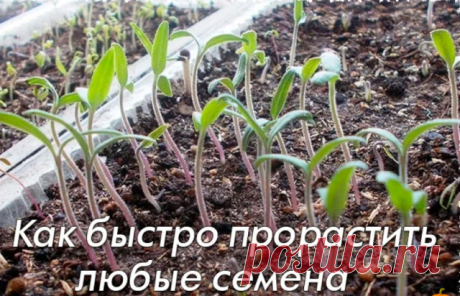 Как быстро прорастить любые семена

Дачники — народ неугомонный, постоянно что - то придумывают, экспериментируют и делятся своими советами. Вот, к вашему вниманию, очень интересный метод, который позволит вашим семенам прорасти быстро. Им поделилась моя соседка по даче .

Делаю так!

В пластиковый контейнер с землей заливаю очень крутого кипятка!

Потом на очень горячую землю рассыпаю семена , и лишь слегка присыпаю их землей.

Заворачиваю контейнер с посаженными семенами...