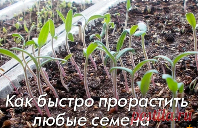 Как быстро прорастить любые семена

Дачники — народ неугомонный, постоянно что - то придумывают, экспериментируют и делятся своими советами. Вот, к вашему вниманию, очень интересный метод, который позволит вашим семенам прорасти быстро. Им поделилась моя соседка по даче .

Делаю так!

В пластиковый контейнер с землей заливаю очень крутого кипятка!

Потом на очень горячую землю рассыпаю семена , и лишь слегка присыпаю их землей.

Заворачиваю контейнер с посаженными семенами...