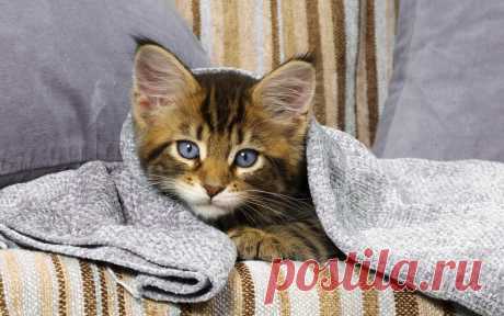 фото спящих котят: 20 тыс изображений найдено в Яндекс.Картинках