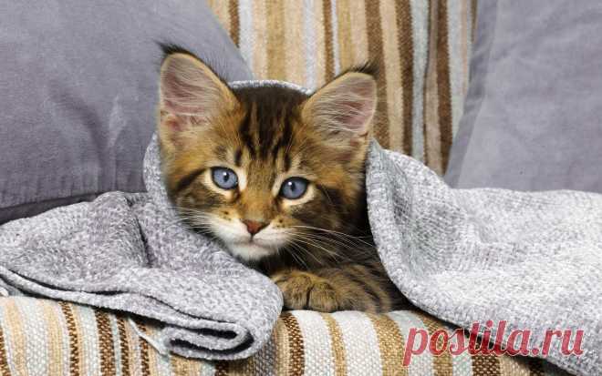 фото спящих котят: 20 тыс изображений найдено в Яндекс.Картинках