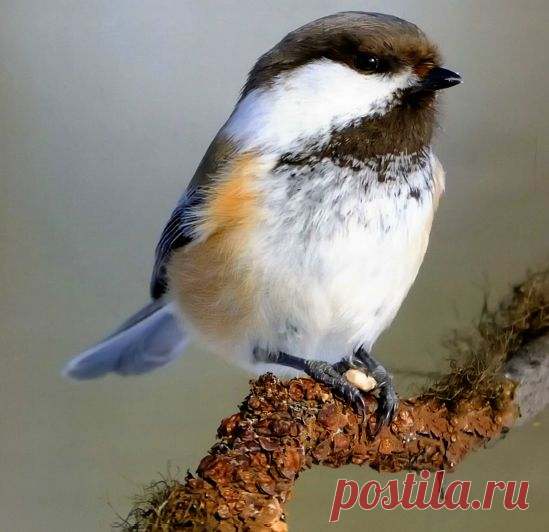 Гаичка черноголовая - Птицы - Женский Мир