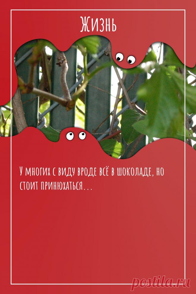 Цитата про «Жизнь» — У многих с виду вроде всё в шоколаде, но стоит…