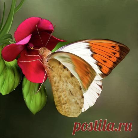 Sara Orange Tip | Butterflies & Moths