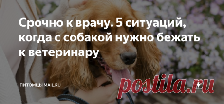 Срочно к врачу. 5 ситуаций, когда с собакой нужно бежать к ветеринару Статья автора «Питомцы Mail.ru » в Дзене ✍: Как часто собаку нужно показывать ветеринарному врачу? Считается, что собаки должны проходить полный медицинский осмотр не реже одного раза в год.