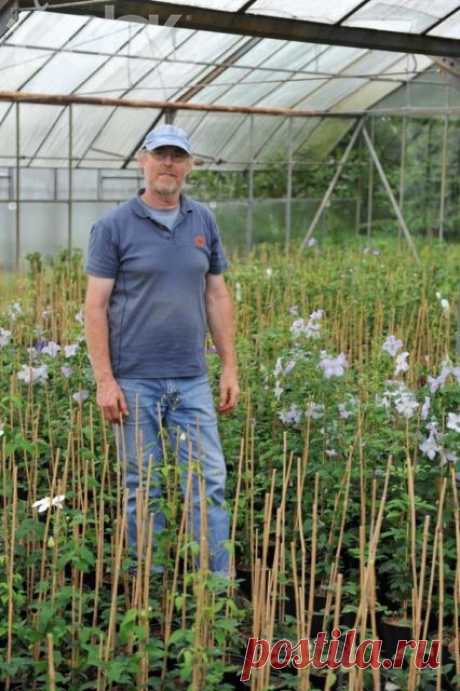 Gallery.ru / Фото #1 - Клематисы: интервью с Фридрихом Манфредом Вестфалем - Lunga68